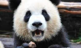 熊猫奥莉奥爆料了吗视频,幕后故事大公开